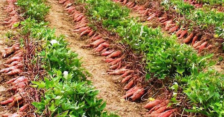 Luống khoai lang Tuy Đức vỏ đỏ trên đất bazan