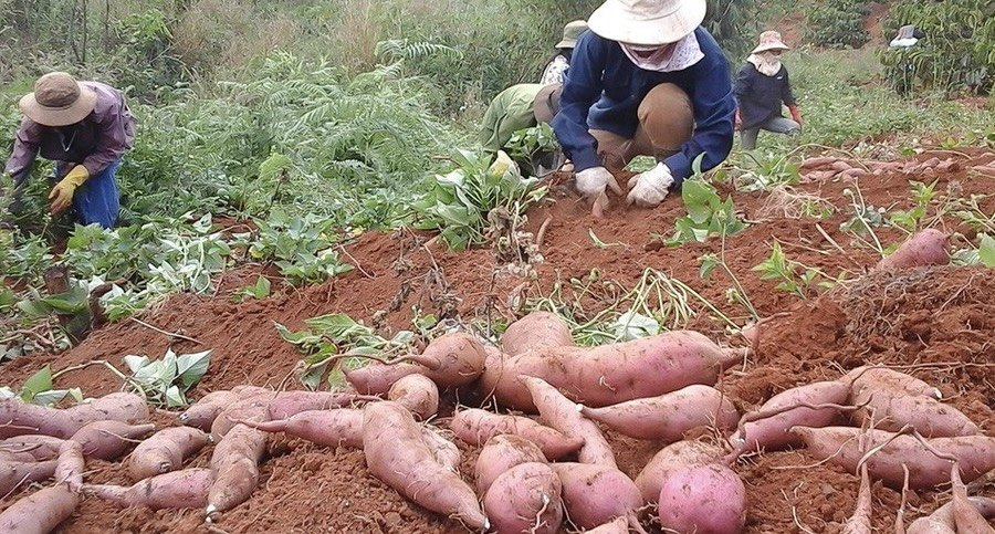 Người dân thu hoạch khoai lang Tuy Đức
